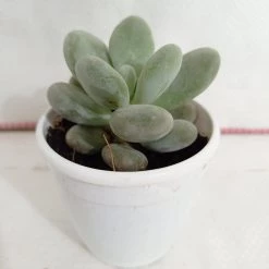 CGASPL Sedum Treleasei Succulent Plant Plants