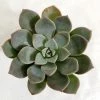 CGASPL Pachyveria Scheideckeri Succulent Plant Plants
