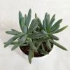 CGASPL Senecio Blue Chalk Stick (Senecio Mandraliscae) Succulent Plant 2 CGASPL Senecio Blue Chalk Stick (Senecio Mandraliscae) Succulent Plant