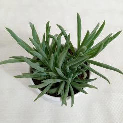 CGASPL Plants Senecio Cylindricus (Leaf Chalk Sticks) Succulent Plant