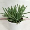 CGASPL Plants Senecio Cylindricus (Leaf Chalk Sticks) Succulent Plant