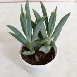 CGASPL Senecio Ficoides Mount Everest Succulent Plant Plants