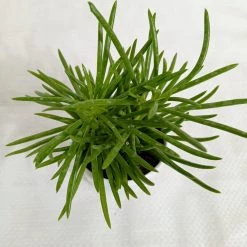 CGASPL Plants Senecio Barbertonicus Succulent Plant 5 CGASPL Plants Senecio Barbertonicus Succulent Plant