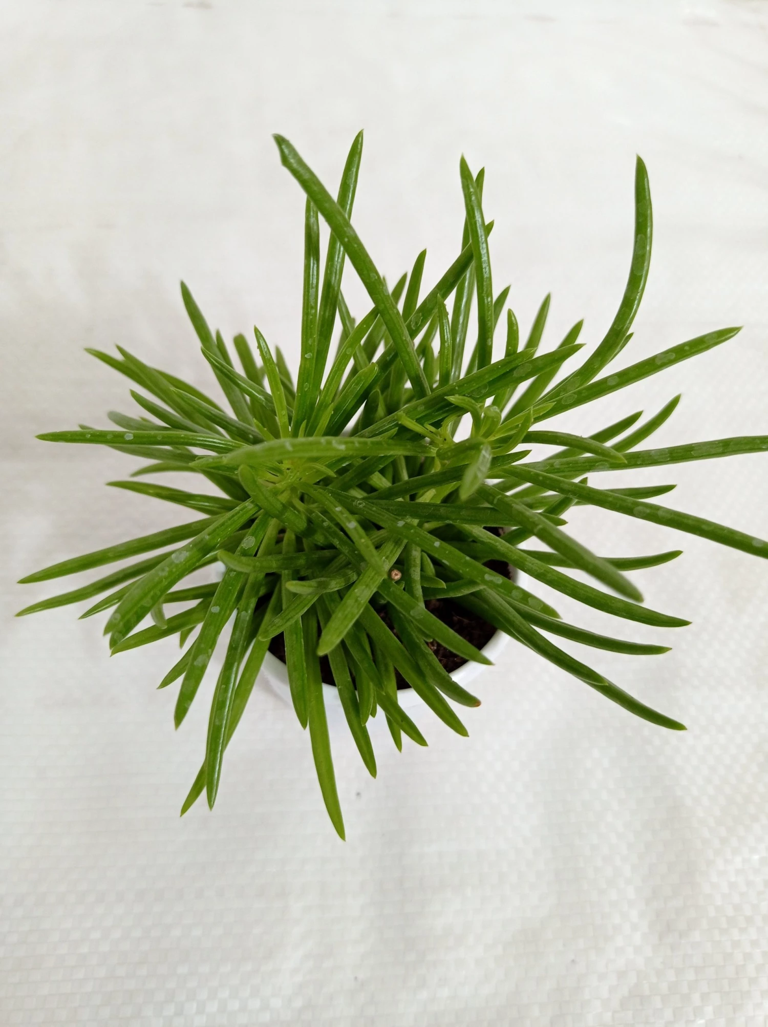 CGASPL Plants Senecio Barbertonicus Succulent Plant 4 CGASPL Plants Senecio Barbertonicus Succulent Plant