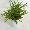 CGASPL Plants Senecio Barbertonicus Succulent Plant