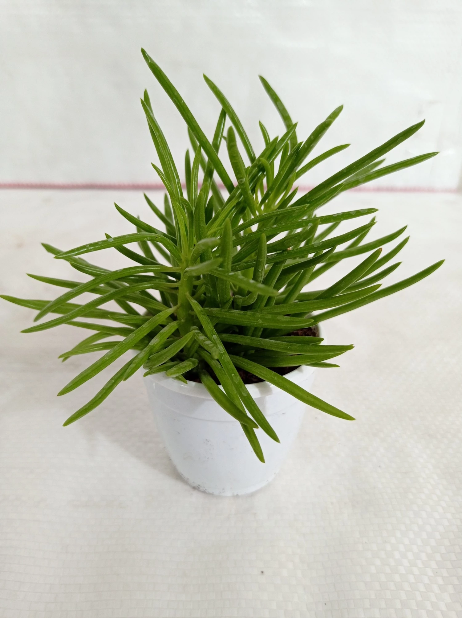 CGASPL Plants Senecio Barbertonicus Succulent Plant 3 CGASPL Plants Senecio Barbertonicus Succulent Plant