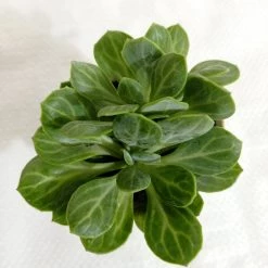 CGASPL Plants Senecio Obovatus Succulent Plant