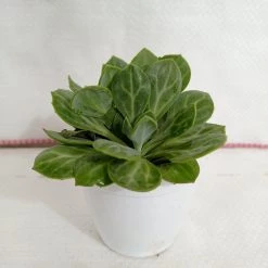 CGASPL Plants Senecio Obovatus Succulent Plant