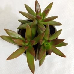 CGASPL Sedum Adolphii 'Firestorm' Succulent Plant