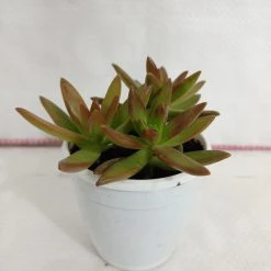 CGASPL Sedum Adolphii 'Firestorm' Succulent Plant