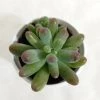 CGASPL Sedum Pachyphyllum Succulent Plant Plants