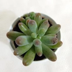 CGASPL Sedum Pachyphyllum Succulent Plant Plants