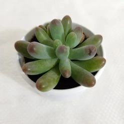 CGASPL Sedum Pachyphyllum Succulent Plant Plants