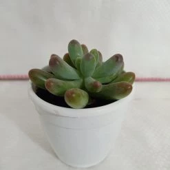 CGASPL Sedum Pachyphyllum Succulent Plant Plants