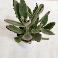 CGASPL Kalanchoe Tomentosa Gray (Panda Plant, Pussy Ears) Succulent Plant Plants