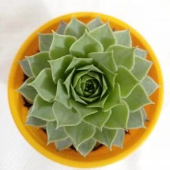 CGASPL Plants Sempervivum Calcareum Green Succulent Plant
