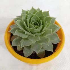 CGASPL Plants Sempervivum Calcareum Green Succulent Plant