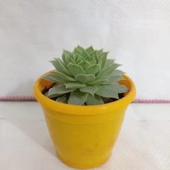 CGASPL Plants Sempervivum Calcareum Green Succulent Plant