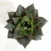 CGASPL Plants Echeveria Chinensis (Echeveria Dionysos) Succulent Plant