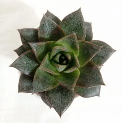 CGASPL Plants Echeveria Chinensis (Echeveria Dionysos) Succulent Plant