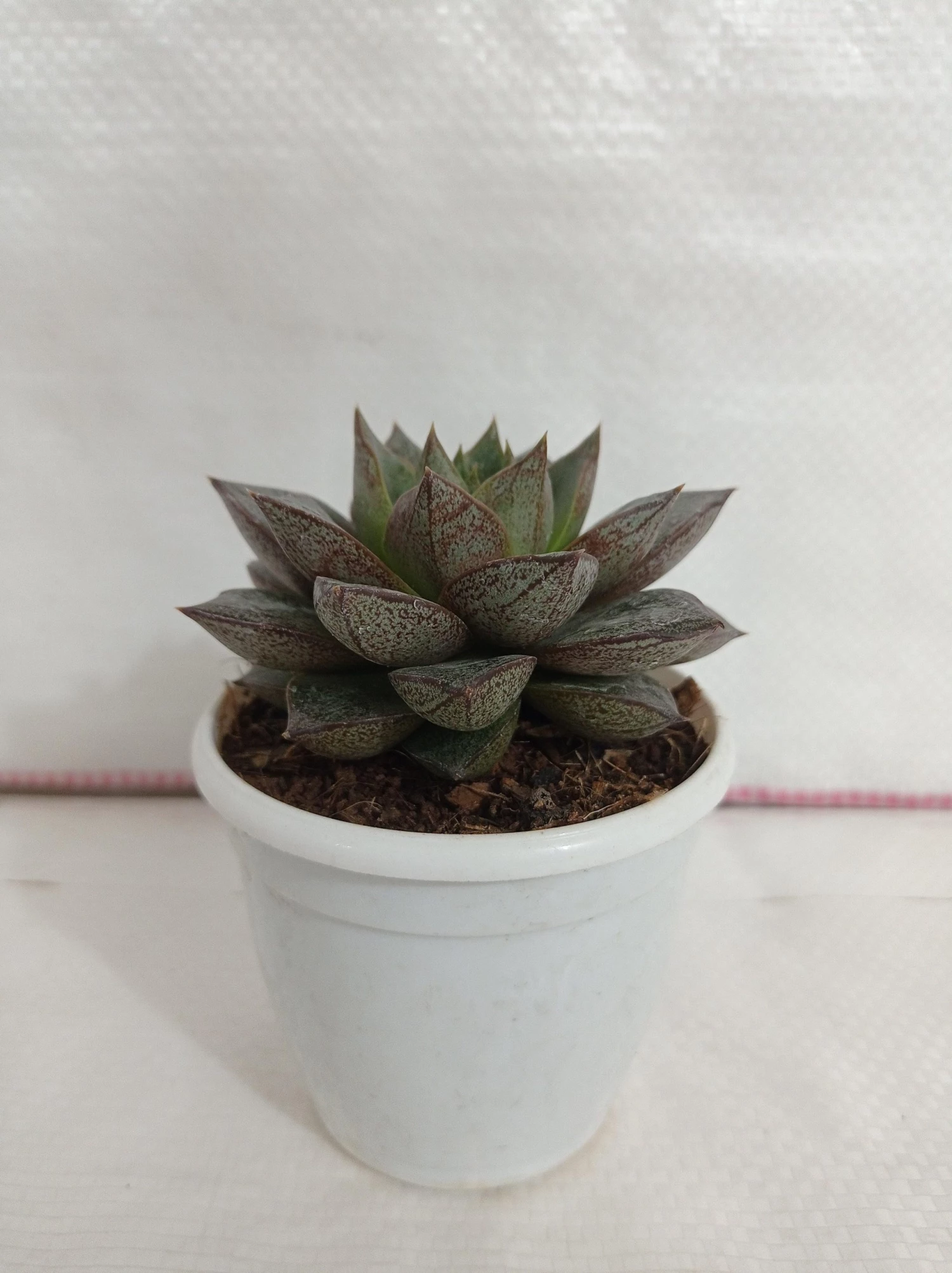 CGASPL Plants Echeveria Chinensis (Echeveria Dionysos) Succulent Plant 4 CGASPL Plants Echeveria Chinensis (Echeveria Dionysos) Succulent Plant