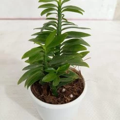 CGASPL Pedilanthus Tithymaloides Nana Green Plant Plants