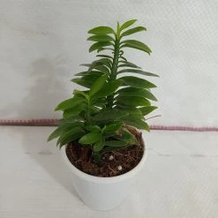 CGASPL Pedilanthus Tithymaloides Nana Green Plant Plants