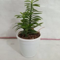 CGASPL Pedilanthus Tithymaloides Nana Green Plant Plants 7 CGASPL Pedilanthus Tithymaloides Nana Green Plant Plants