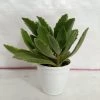 CGASPL Kalanchoe Behartii Succulent Plant