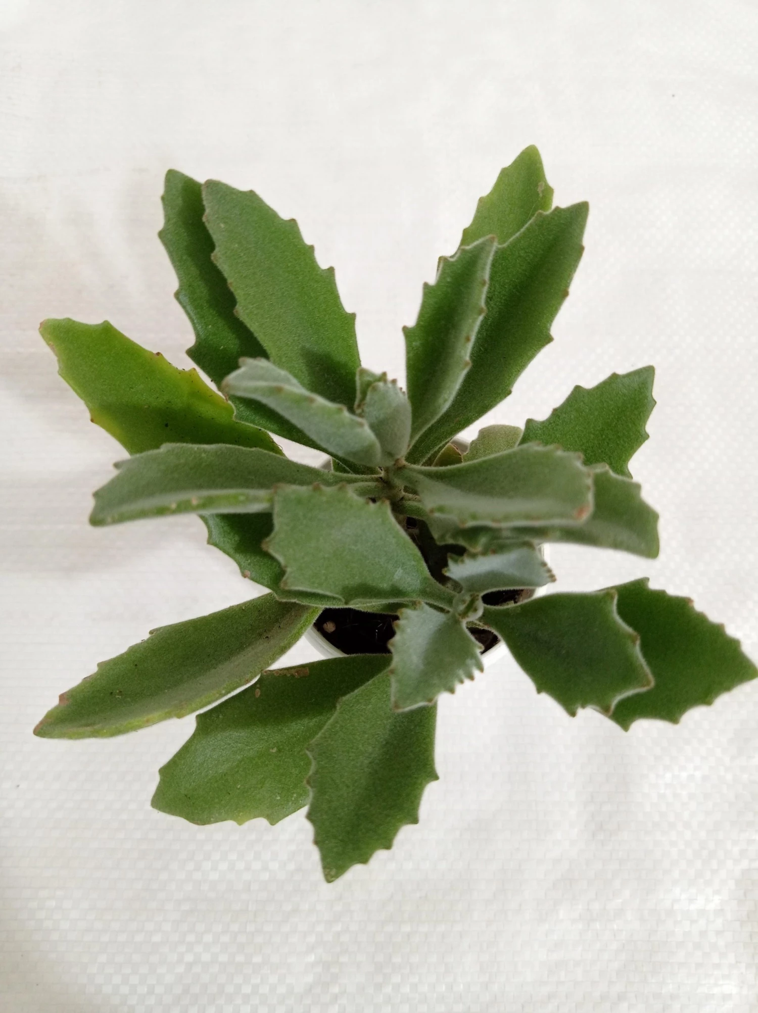 CGASPL Kalanchoe Behartii Succulent Plant 5 CGASPL Kalanchoe Behartii Succulent Plant