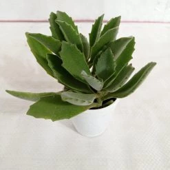 CGASPL Kalanchoe Behartii Succulent Plant