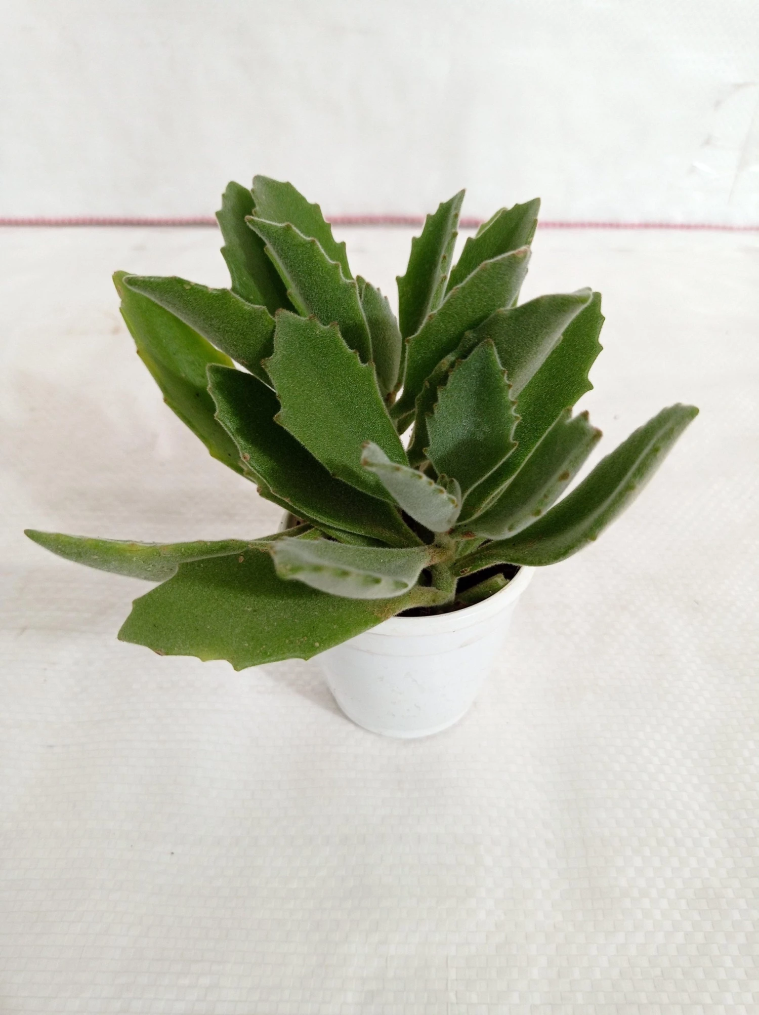 CGASPL Kalanchoe Behartii Succulent Plant 4 CGASPL Kalanchoe Behartii Succulent Plant