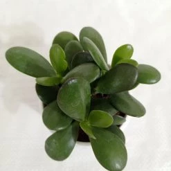 CGASPL Crassula Ovata Green (Crassula Argentea, Jade Plant) Succulent Plant 11 CGASPL Crassula Ovata Green (Crassula Argentea, Jade Plant) Succulent Plant