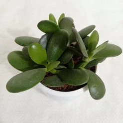 CGASPL Crassula Ovata Green (Crassula Argentea, Jade Plant) Succulent Plant 10 CGASPL Crassula Ovata Green (Crassula Argentea, Jade Plant) Succulent Plant