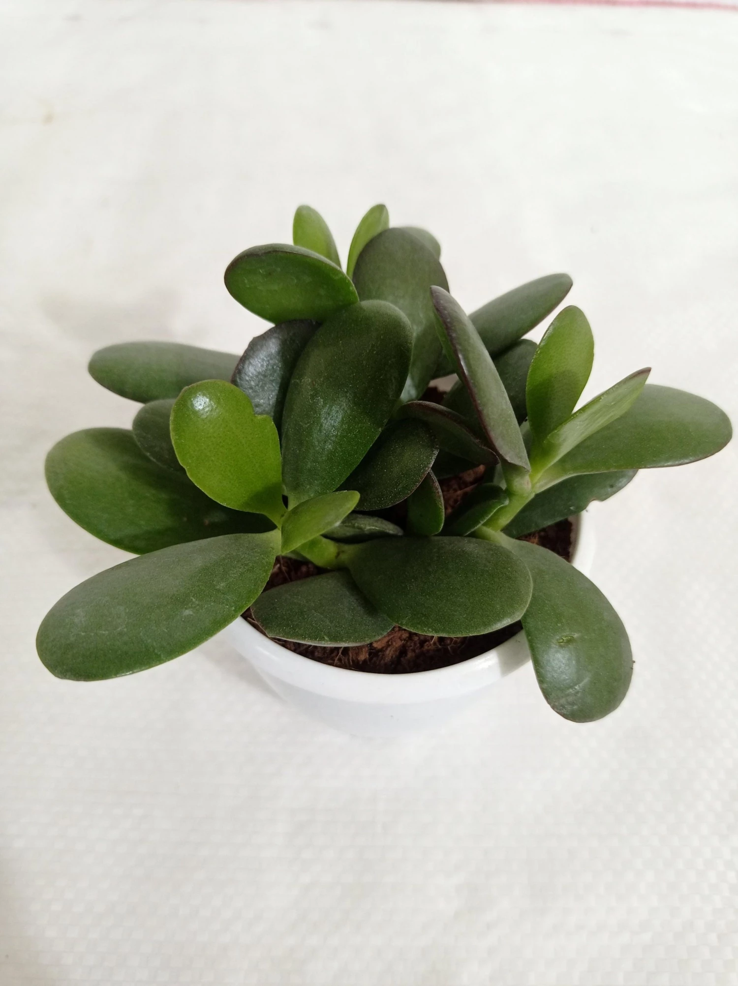 CGASPL Crassula Ovata Green (Crassula Argentea, Jade Plant) Succulent Plant 6 CGASPL Crassula Ovata Green (Crassula Argentea, Jade Plant) Succulent Plant