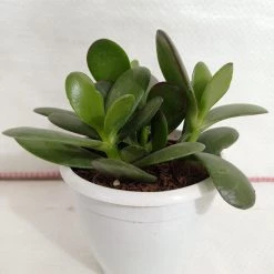 CGASPL Crassula Ovata Green (Crassula Argentea, Jade Plant) Succulent Plant 9 CGASPL Crassula Ovata Green (Crassula Argentea, Jade Plant) Succulent Plant