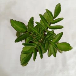 CGASPL Kalanchoe Prolifera Succulent Plant Plants