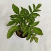 CGASPL Kalanchoe Prolifera Succulent Plant Plants 2 CGASPL Kalanchoe Prolifera Succulent Plant Plants