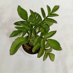 CGASPL Kalanchoe Prolifera Succulent Plant Plants