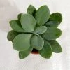 CGASPL Senecio Cephalophorus Small Succulent Plant Plants