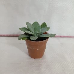 CGASPL Senecio Cephalophorus Small Succulent Plant Plants