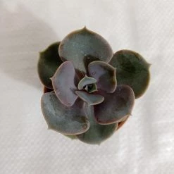 CGASPL Plants Echeveria Pearl Of Nurnberg Small Succulent Plant