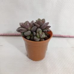 CGASPL Plants Sedum Commixtum Small Succulent Plant