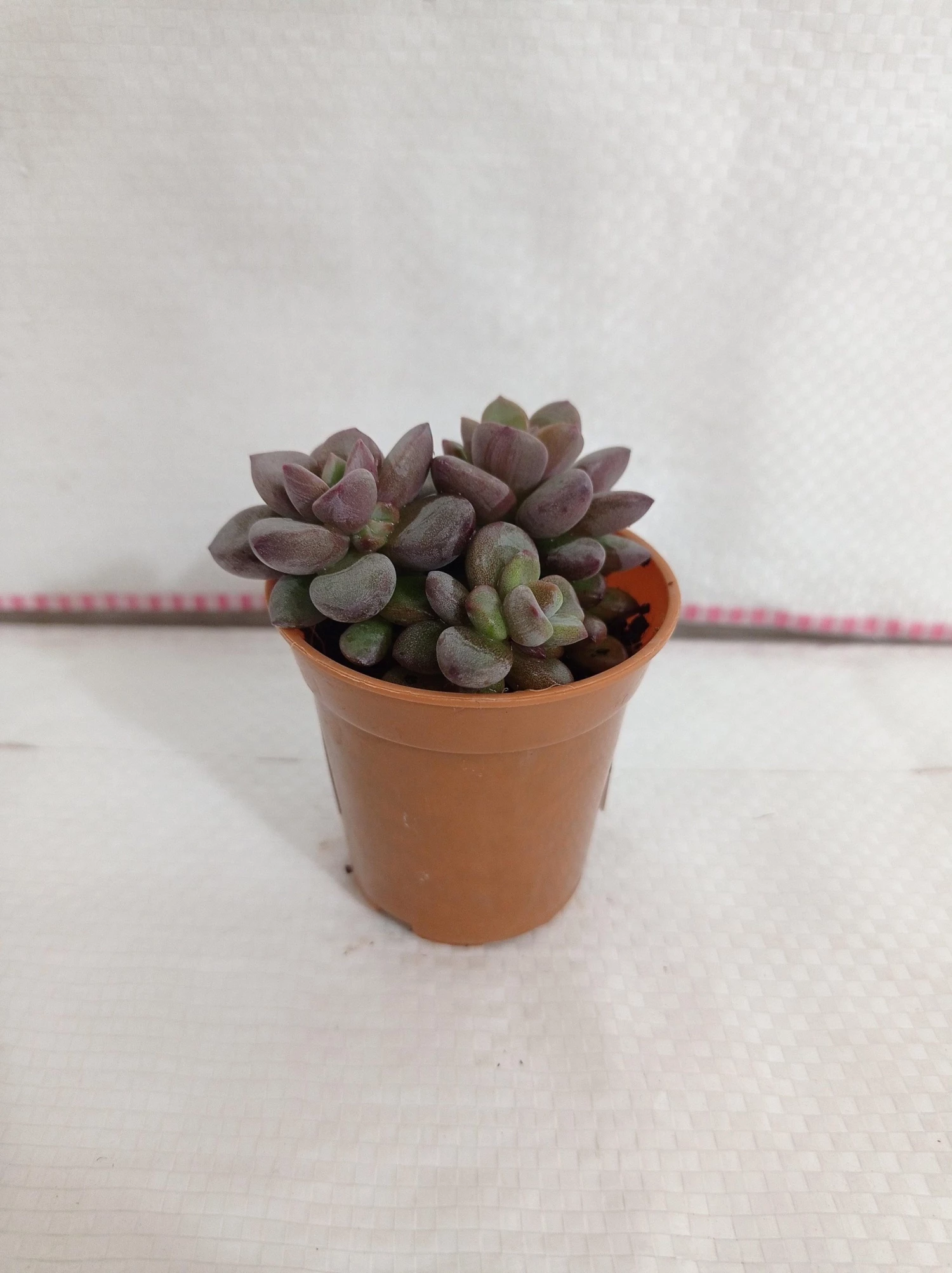 CGASPL Plants Sedum Commixtum Small Succulent Plant 4 CGASPL Plants Sedum Commixtum Small Succulent Plant