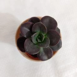 CGASPL Echeveria 'Melaco' Small Succulent Plant