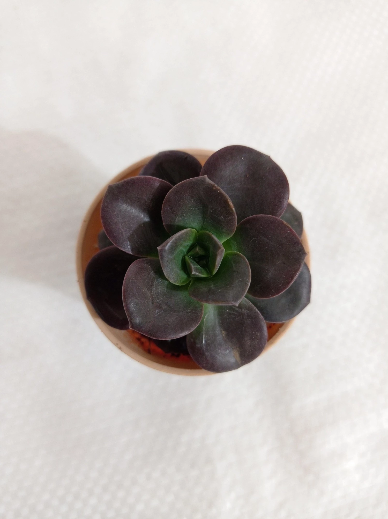 CGASPL Echeveria 'Melaco' Small Succulent Plant 3 CGASPL Echeveria 'Melaco' Small Succulent Plant