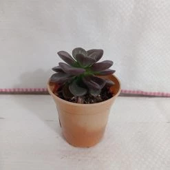 CGASPL Echeveria 'Melaco' Small Succulent Plant