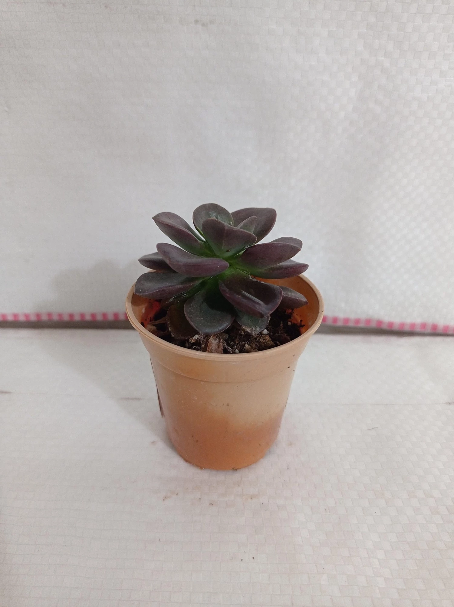CGASPL Echeveria 'Melaco' Small Succulent Plant 4 CGASPL Echeveria 'Melaco' Small Succulent Plant