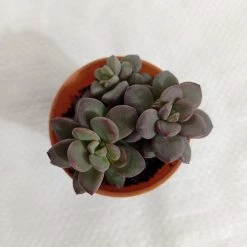 CGASPL Plants Sedum Commixtum Small Succulent Plant