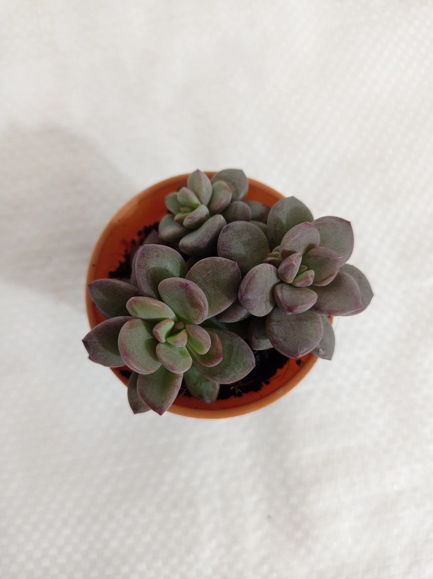 CGASPL Plants Sedum Commixtum Small Succulent Plant 3 CGASPL Plants Sedum Commixtum Small Succulent Plant